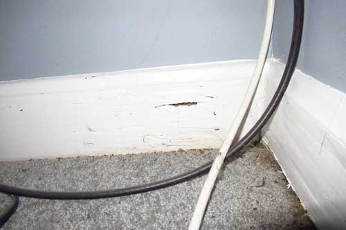 Termite damage on wood baseboard trim.