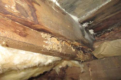 Termite damage on wood framing.